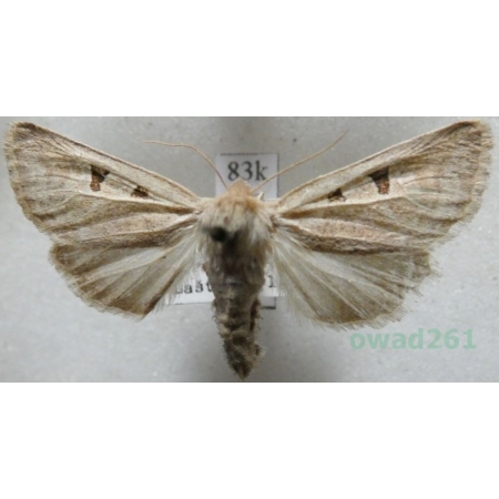 Episema glaucina (Esper, 1789) female Slovakia83k